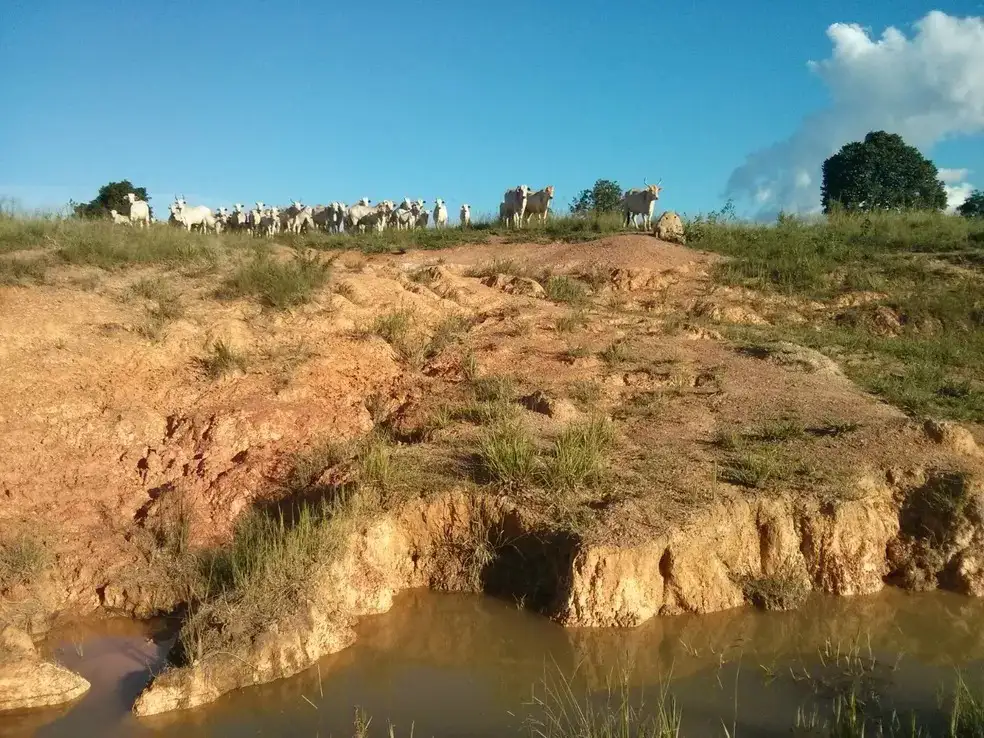 Recomposição de Matas Ciliares em Riachos e Rios Amazônicos